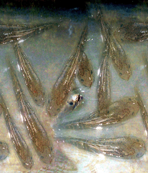 Cách điều trị bệnh nấm thủy mi trên cá lóc giống