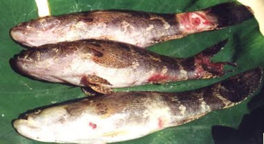 Một số bệnh thường gặp ở cá Bống Tượng