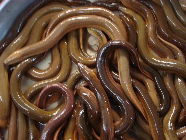 Kỹ thuật nuôi lươn đồng thịt