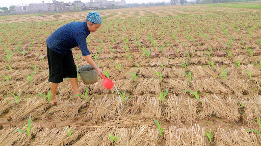 Biện pháp chăm sóc ngô đông sau trồng