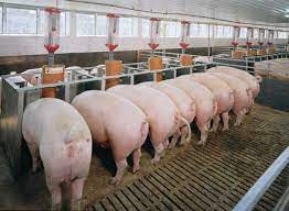 Kỹ thuật chăm sóc lợn cái hậu bị bố mẹ đạt tỷ lệ lên giống cao