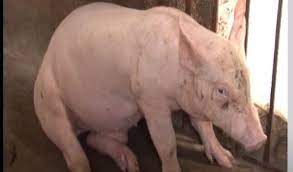 Biện pháp phòng trị bệnh viêm phổi truyền nhiễm ở lợn