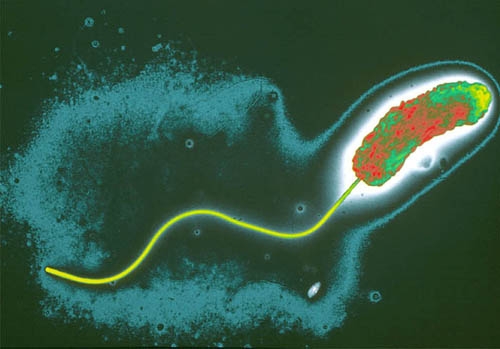 Kiểm soát vi khuẩn Vibrio trong sản xuất tôm giống