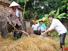 Kỹ thuật xử lý rơm lúa làm thức ăn cho bò