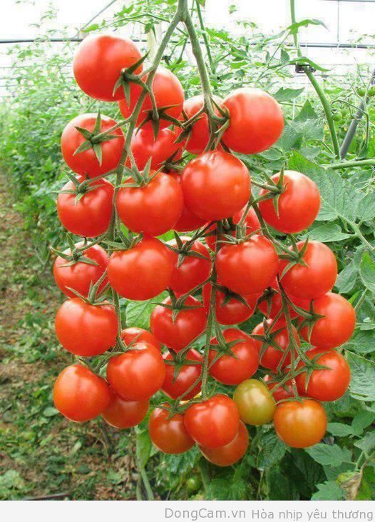 Kỹ thuật trồng cà chua ghép trái vụ ở Đồng bằng Sông Hồng