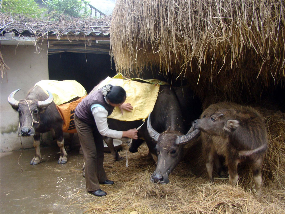 Chăm sóc gia súc, gia cầm trong mùa mưa bão