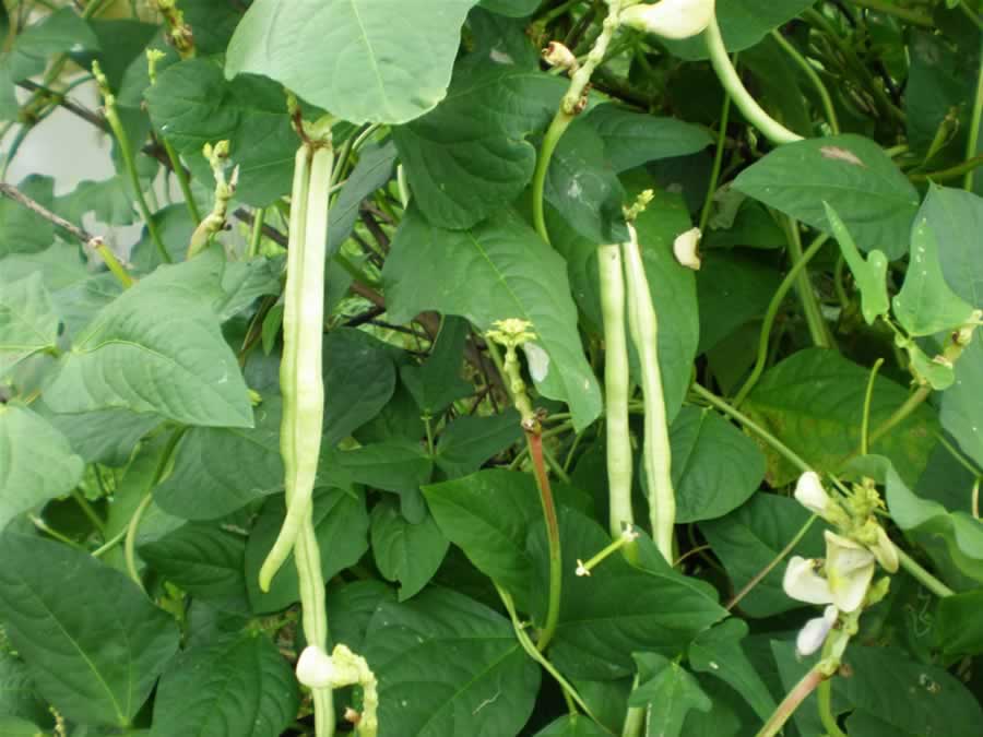 Kỹ thuật trồng đậu đũa vụ xuân