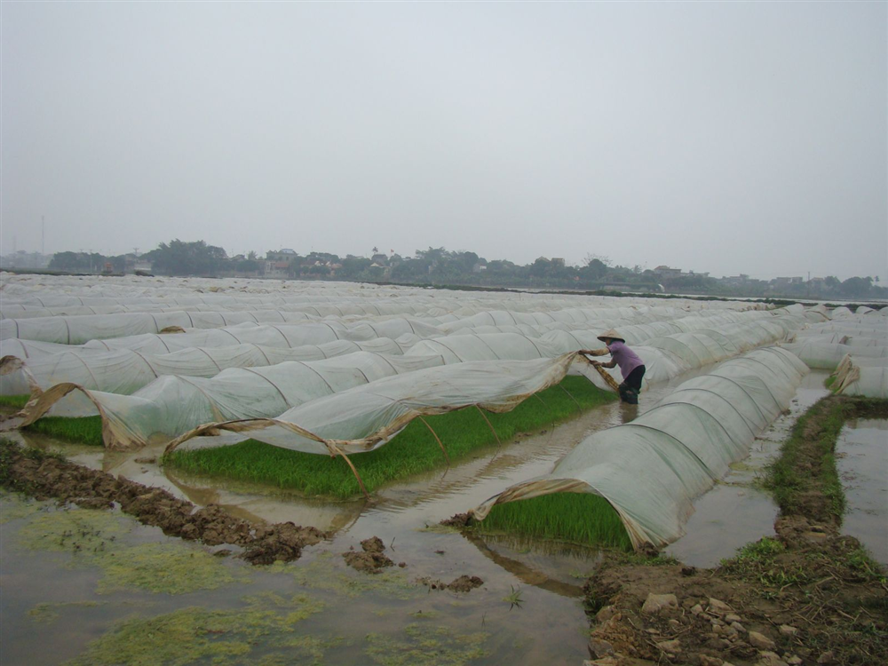 Chống rét cho mạ và chăm sóc lúa