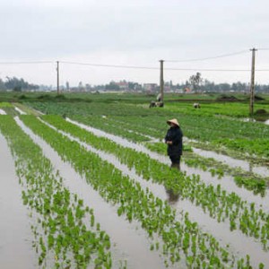 Kỹ thuật chăm sóc rau màu bị ngập úng sau mưa lớn