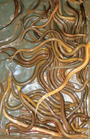 Kỹ thuật nuôi lươn trên cạn