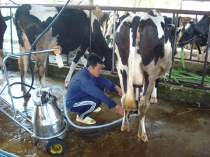 Chăm sóc bò khi vắt sữa