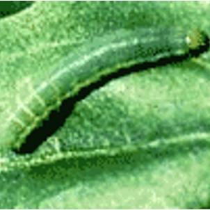 Sâu bệnh thường gặp trên cây đậu nành