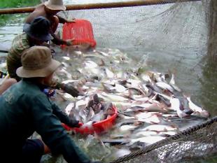 Quy chuẩn kỹ thuật quốc gia về cơ sở nuôi cá tra trong ao