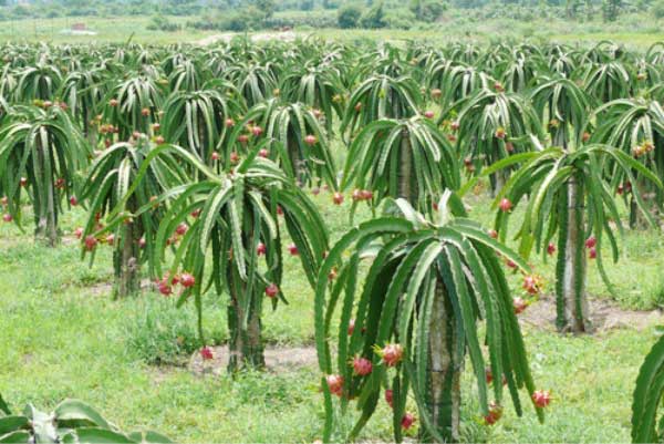 Xử lý gỗ làm trụ thanh long