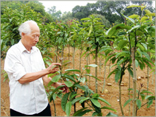 Kỹ thuật trồng chè đắng