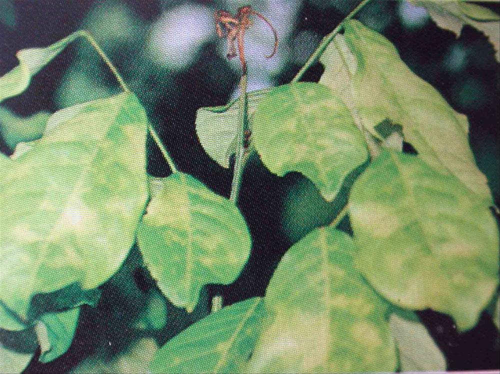 Bệnh cháy lá trên chôm chôm