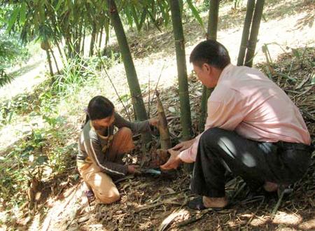 Kỹ thuật trồng cây tre lấy măng