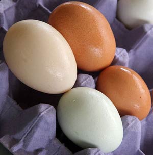 Bảo quản trứng gà tươi bằng màng bọc Chitosan