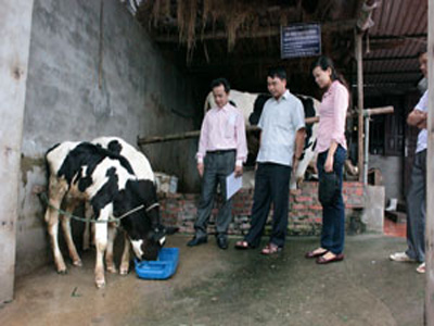 Kỹ thuật nuôi bê sữa cái bằng sữa bột công nghiệp
