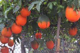Kỹ thuật trồng gấc cho ra nhiều trái