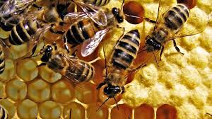 Các phương pháp bổ sung thức ăn cho ong