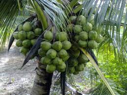 Kỹ thuật trồng cây dừa xiêm dứa