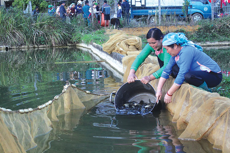 Kỹ thuật nuôi cá nước ngọt thương phẩm