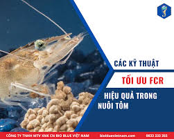 Kỹ thuật tối ưu FCR trong nuôi tôm