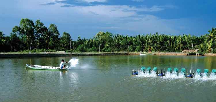 Các phương pháp gây màu nước cho ao  nuôi