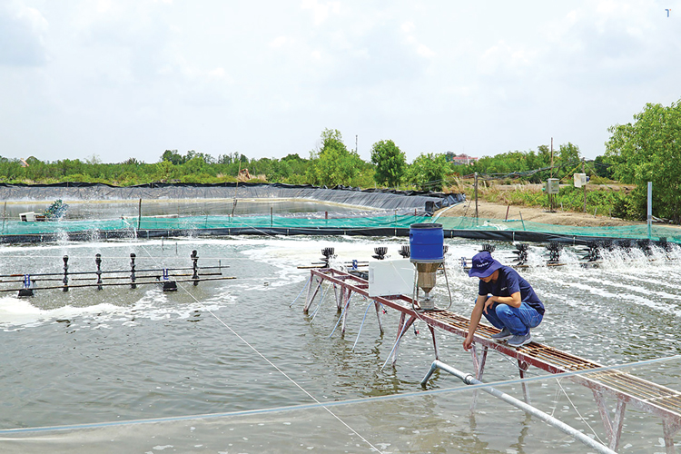 Phòng bệnh cho tôm mùa mưa bão