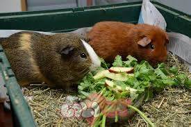Chăm sóc chuột lang Guinea Pig