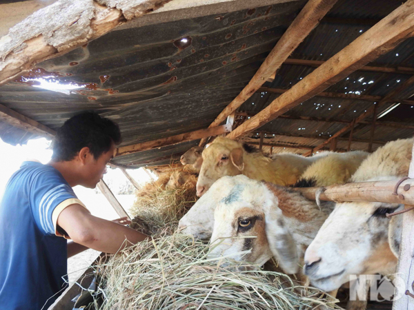 Giải pháp chăm sóc đàn gia súc trong mùa khô hạn