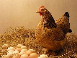 Cách ấp trứng gà thủ công (ấp tự nhiên)