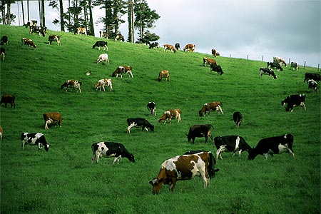 Quy hoạch và thiết lập đồng cỏ trong chăn nuôi trâu bò