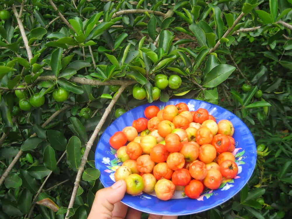 Bệnh thán thư trên quả sơ ri