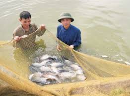 Mô hình nuôi thương phẩm cá rô phi ghép với cá chép lai trong ao đem lại hiệu quả cao