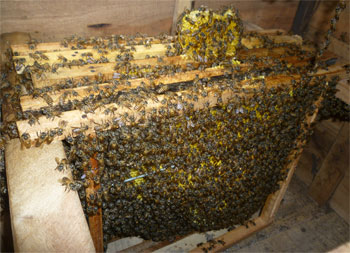 Kỹ thuật nuôi ong năng suất cao