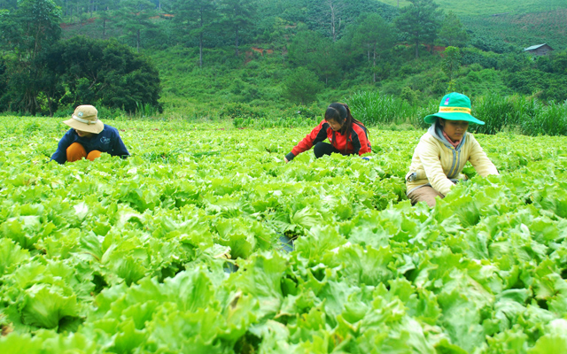 “Giải cứu” rau màu sau mưa lớn