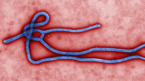 Phòng, chống dịch bệnh Ebola