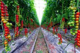 Kỹ thuật trồng và chăm sóc giống cà chua chuỗi ngọc