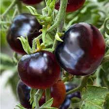 Kinh nghiệm trồng cà chua đen