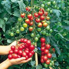 Kỹ thuật trồng và chăm sóc cà chua bi