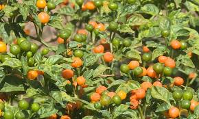Kỹ thuật trồng ớt Pê ru