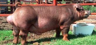 Một số bệnh lý sinh sản thường gặp ở lợn đực giống