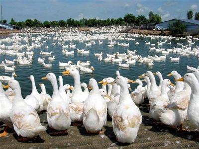 Kỹ thuật chăn nuôi vịt an toàn sinh học