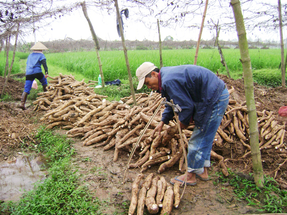 Kỹ thuật nhân giống cây sắn dây