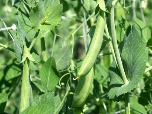 Kỹ thuật trồng đậu Hà Lan theo hướng sản xuất rau an toàn