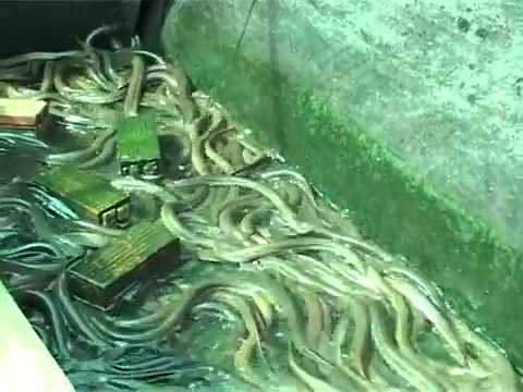 Kinh nghiệm nuôi lươn không bùn trong bể xi măng