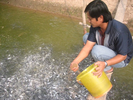 Hướng dẫn kỹ thuật ương cá đối mục giai đoạn cá hương lên cá giống