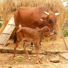 Kỹ thuật nuôi bò sinh sản và bê lai